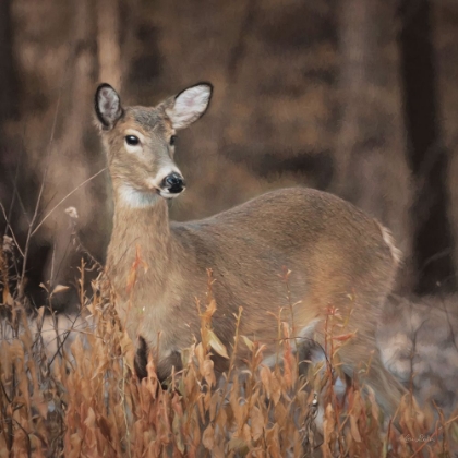 Picture of WHITETAIL DEER