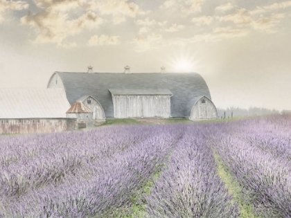 Picture of LAVENDER MORNING
