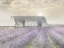 Picture of LAVENDER MORNING