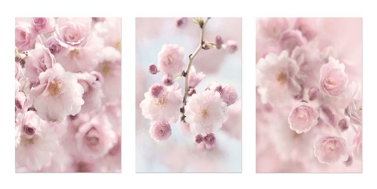 Picture of WEEPING CHERRY TRIO