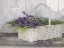 Picture of MY LAVENDER