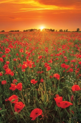 Picture of POPPIES AT SUNSET