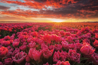 Picture of TULIP MAGNIFICENCE