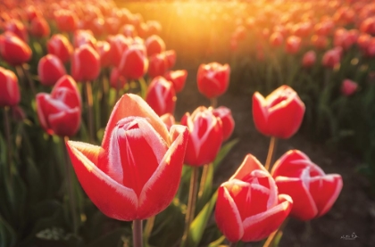 Picture of TULIPS AT SUNRISE