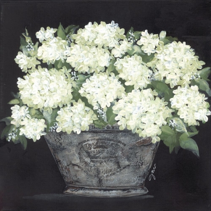 Picture of SNOWBALL HYDRANGEA PAIL