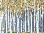 Picture of BIRCH TREES