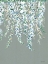 Picture of WISTERIA IN BLOOM   
