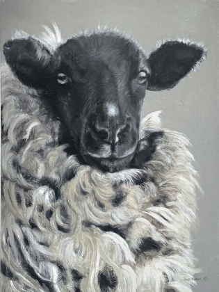 Picture of SHEEP  