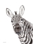 Picture of SAFARI ZEBRA PEEK-A-BOO