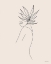 Picture of MODERN FIGURAL LINE DRAWING