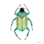 Picture of NATURALLY WONDERFUL BEETLE
