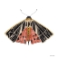 Picture of NATURALLY WONDERFUL MOTH