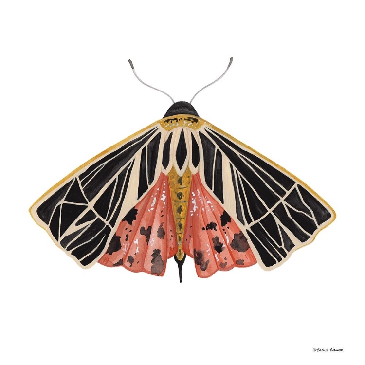 Picture of NATURALLY WONDERFUL MOTH