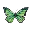 Picture of NATURALLY WONDERFUL BUTTERFLY