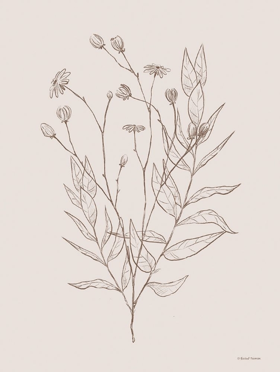 Picture of WILDFLOWER DRAWING