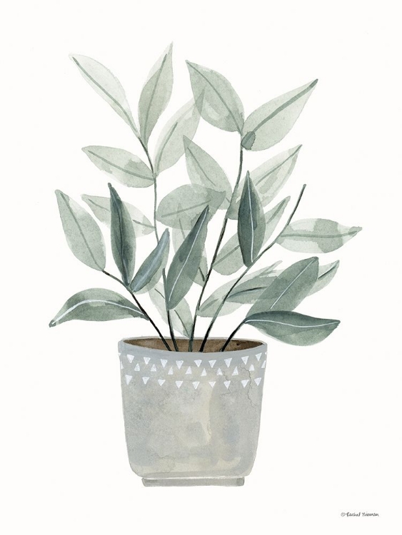 Picture of SAGE PLANTER