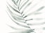 Picture of SAGE FERN LEAF
