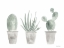 Picture of SAGE CACTUS TRIO