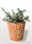 Picture of SUCCULENT LOVE GROWS HERE