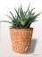 Picture of SUCCULENT WATCH EACH OTHER GROW