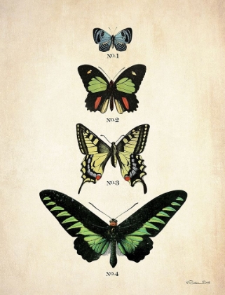 Picture of BUTTERFLIES 1    