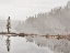 Picture of WATER REFLECTION