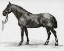 Picture of HORSE STUDY 4