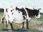 Picture of BESSIE
