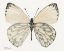 Picture of BUTTERFLY 2