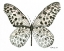 Picture of BUTTERFLY 3