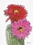 Picture of CACTUS FLOWER 1  
