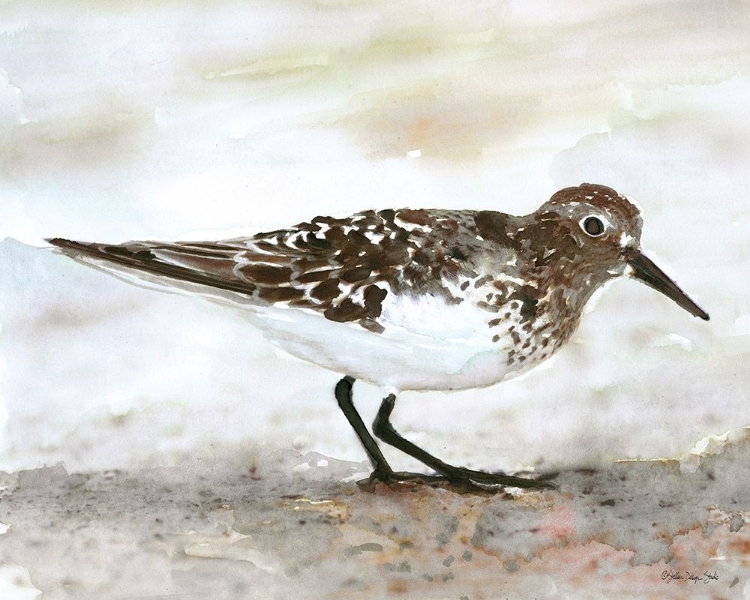 Picture of SANDPIPER 1