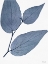 Picture of INDIGO NATURE STUDY II