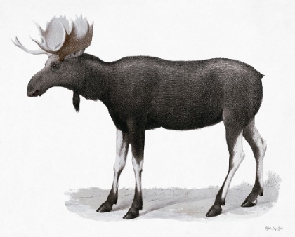 Picture of GRAND MOOSE  