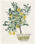 Picture of LEMON TREE II