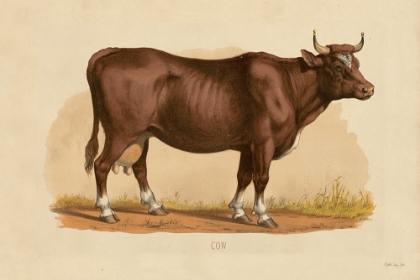 Picture of COW