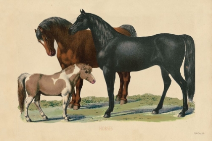 Picture of HORSES