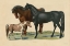 Picture of HORSES