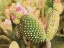 Picture of CACTUS FLOWERS