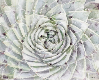 Picture of SUCCULENT MACRO 