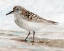 Picture of SANIBEL PIPER 1  