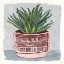 Picture of POTTED AGAVE I