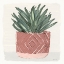 Picture of AGAVE 2
