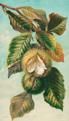 Picture of TREE BRANCH WITH FRUIT II