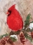 Picture of WINTER CARDINAL
