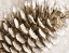 Picture of SNOWY PINECONE