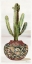 Picture of CACTUS IN POT 1  