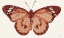 Picture of PAPILLON 3