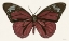 Picture of PAPILLON 4