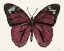 Picture of PAPILLON 6